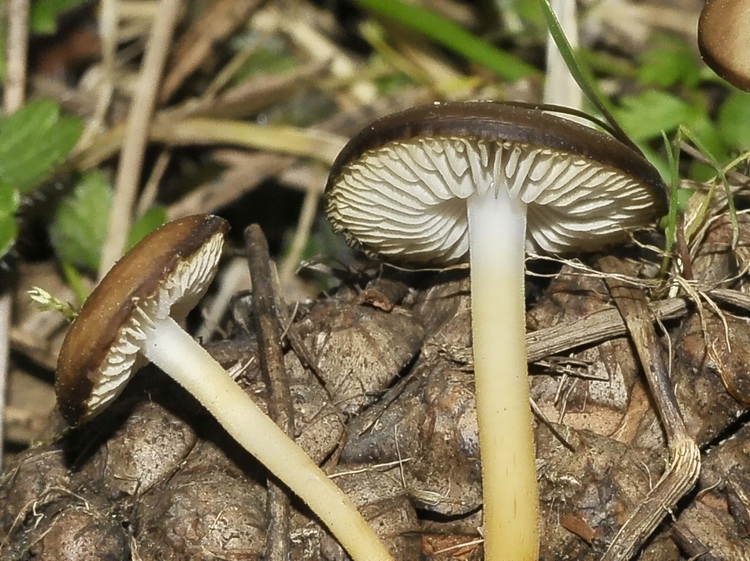 Quiz...foxiano di metà settimana!